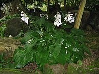 Hosta sieboldiana