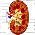 Nephrology