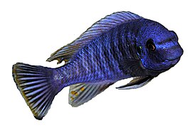 October 25: A male Labeotropheus fuelleborni from Lake Malawi.