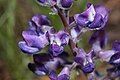 Lupinus latifolius