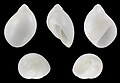 * Nomination Shell of a Pear-shaped Moon Snail, Polinices tumidus --Llez 04:42, 22 December 2012 (UTC) * Promotion Good quality. --Poco a poco 12:45, 22 December 2012 (UTC)