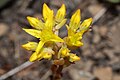 Sedum rupicola