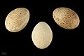 * Nomination egg of Cabot's tragopan - Œuf de Tragopan de Cabot --Ercé 05:58, 29 June 2018 (UTC)  Support Good quality. --Ermell 06:11, 29 June 2018 (UTC) * Promotion {{{2}}}