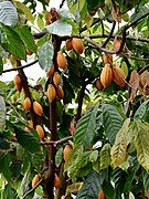 Malvaceae Theobroma cacao 2.jpg