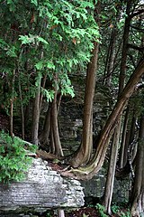 Potawatomi State Park, near Sturgeon Bay, Wisconsin, USA