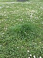 Čeština: Čarodějné kruhy, Lublaňská ulice. Praha, Česká republika. English: Fairy rings in Lublaňská Street, Prague, Czech Republic.