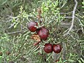 Juniperus phoenicea subsp. turbinata Cádiz, Spain