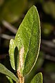 Shepherdia canadensis