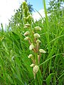 Orchis anthropophora Germany - Ersingen