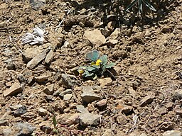 Callophrys dumetorum