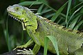 * Nomination Iguana iguana seen in Fern Forest, Florida. The last time I nominated this image it was declined due to sharpness issues. Now i tried to make it sharper in Gimp and made it smaller. The resolution is still above 2 megapixels.--Korall 10:12, 26 August 2009 (UTC) * Promotion very good result of editing --George Chernilevsky 10:44, 26 August 2009 (UTC)