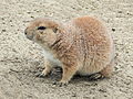 Deutsch: Schwarzschwanz-Präriehund (Cynomys ludovicianus) im Tierpark Bochum. English: Black-tailed prairie dog (Cynomys ludovicianus) in the Tierpark Bochum, Germany.   This file was uploaded with Commonist.