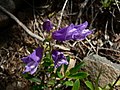 Penstemon fruticosus