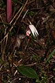 Calypso bulbosa