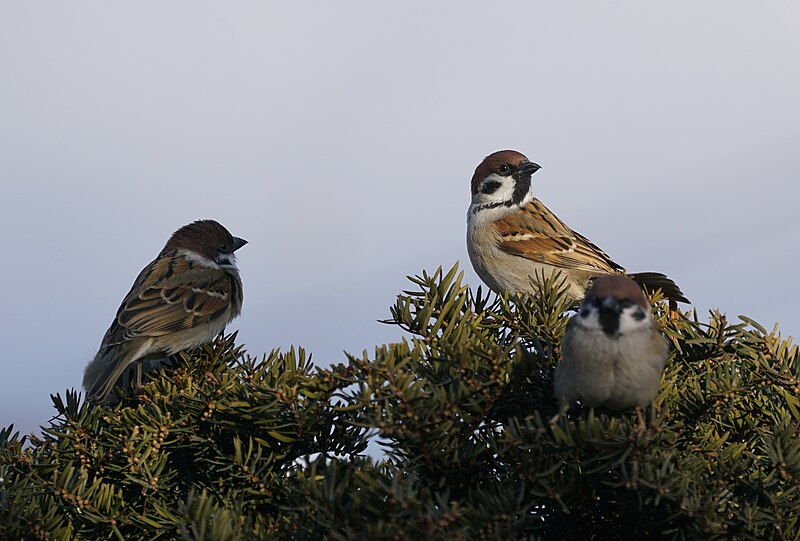 File:Eurasian Tree Sparrow 377696499.jpg