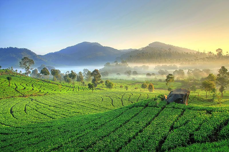 File:Perkebunan Teh Rancabali.jpg