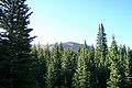 Trees, Pikes Peak, Colorado