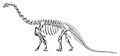 1921 Camarasaurus skeletal