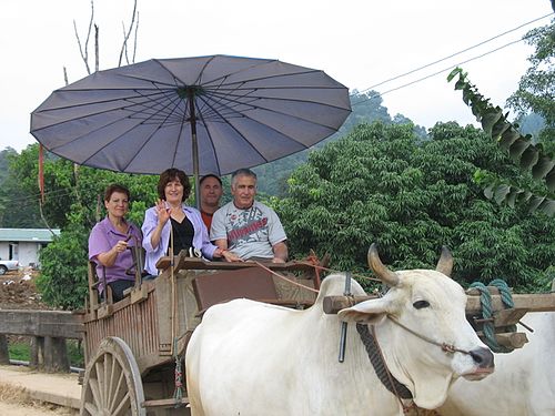 An ox pulling a cart full of passengers