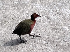 Aldabra Rail (Dryolimnas cuvieri aldabranus).jpg