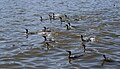 * Nomination: Double-crested cormorant group. --Calibas 03:04, 14 December 2007 (UTC) * * Review needed