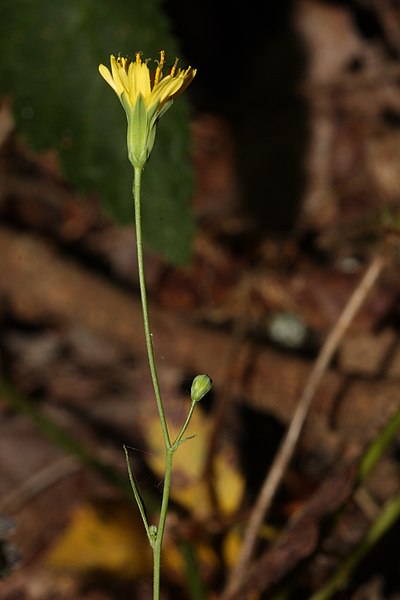 File:Lapsana communis 3307.JPG