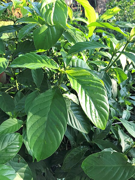 File:Psychotria viridis leaves.jpg