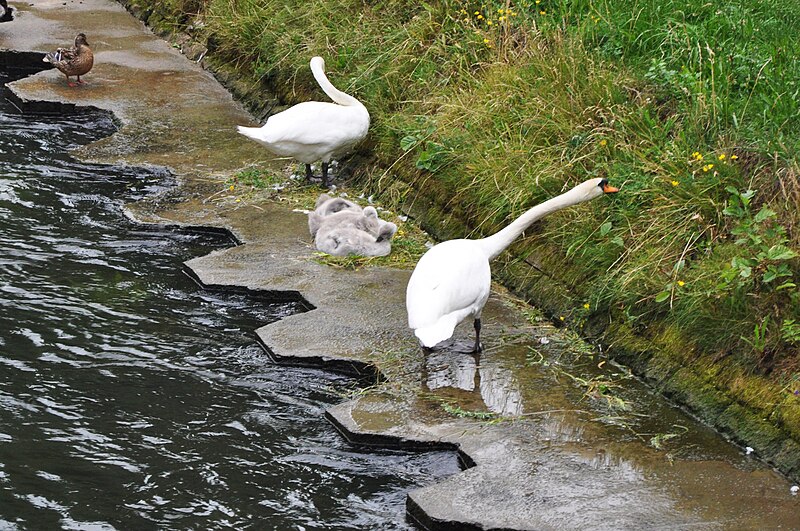 File:Swans and their cubs.jpg