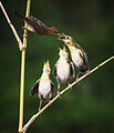 6 Zitting cisticola feeding its chicks uploaded by Budi Santoso Adji, nominated by Mimihitam,  14,  3,  0