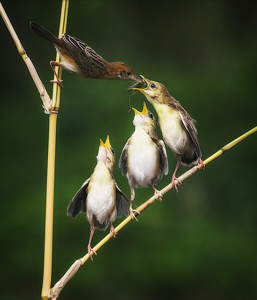 File:Zitting cisticola feeding its chicks.jpg