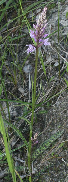 File:Dactylorhiza maculata-01.jpg