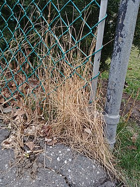 Dead grass, Toronto, ON, Canada