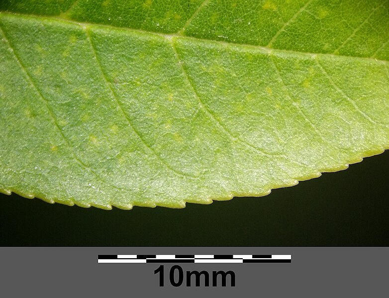 File:Fraxinus pennsylvanica sl18.jpg