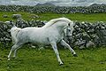 * Nomination Connemara pony. --Pitke 10:19, 27 January 2012 (UTC) * Decline Nice, but small size (540 KB) and problems (see note). Perhaps white balance--Lmbuga 16:42, 27 January 2012 (UTC) I think that the greens are oversaturated--Lmbuga 16:48, 27 January 2012 (UTC)