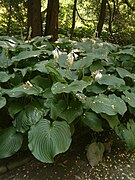 Hosta elata