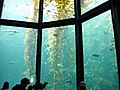 Kelp forest exhibit at the Monterey Bay Aquarium.