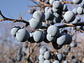 * Nomination Prunus stepposa, fruits. --Le.Loup.Gris 23:52, 24 January 2012 (UTC) * Promotion Good quality. --Ianare 23:42, 25 January 2012 (UTC)