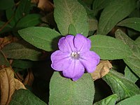 Ruellia humilis