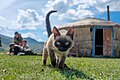 * Nomination: Siamese cat of shepherds in the Altai Mountains --AirshipJungleman29 16:42, 22 October 2024 (UTC) * * Review needed