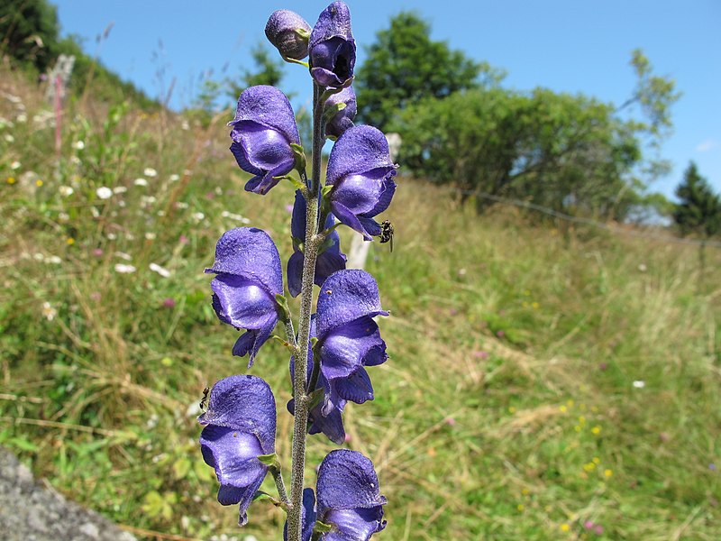 File:Aconitum napellus inflorescence (17).jpg