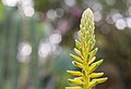 * Nomination Agave Flower --The Photographer 15:16, 1 December 2012 (UTC) * Promotion  Request A species level identification is needed, please. -- JDP90 17:55, 1 December 2012 (UTC)  Done Reference (Zoo page) --The Photographer 14:50, 2 December 2012 (UTC) Thank you.  Support Good quality. --JDP90 17:47, 2 December 2012 (UTC)