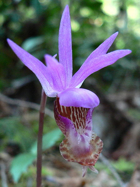 File:Calypso bulbosa 06161.JPG