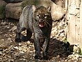 Herpailurus yagouaroundi Jaguarundi ZOO Děčín