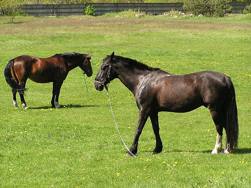 File:Horses Latvian EM.JPG