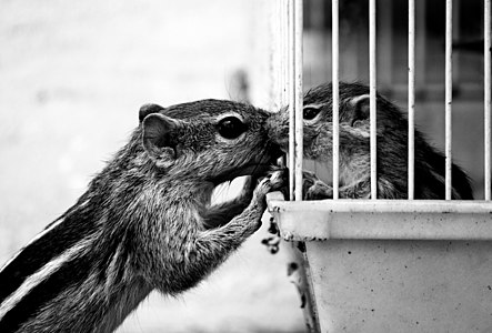 Squirrel shares feeling with pup