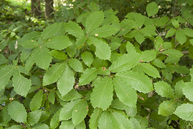 File:Quercus serrata 05.jpg