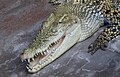 * Nomination Crocodylus porosus --Holleday 14:53, 20 January 2012 (UTC) * Promotion QI to me--Lmbuga 17:28, 20 January 2012 (UTC)