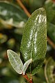 Shepherdia canadensis