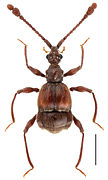 September 29: A Taiwanophodes minor beetle. Scale: 1mm.