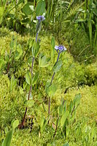   Veronica wormskjoldii